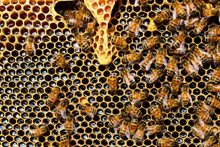mel, colmeia, abelhas
