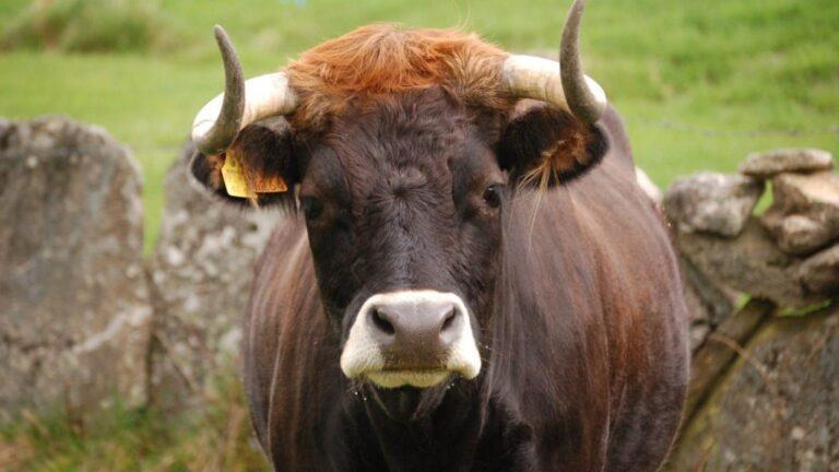 maronesa vaca