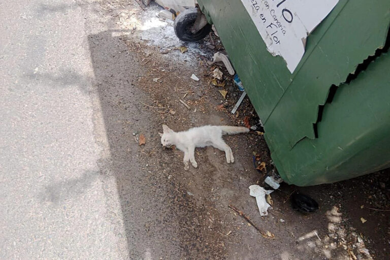 gatos